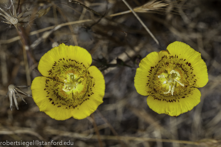 calochortus